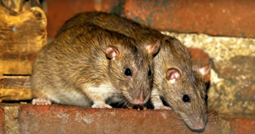 Краснодарцев испугали большие крысы во дворе многоэтажки
