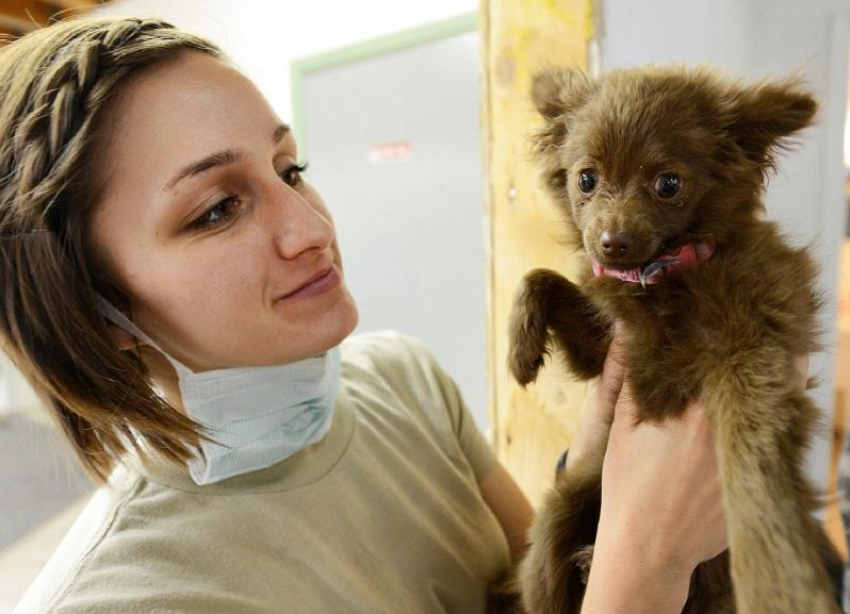 Календарь: День ветеринаров в Краснодарском крае отмечают в 13-й раз