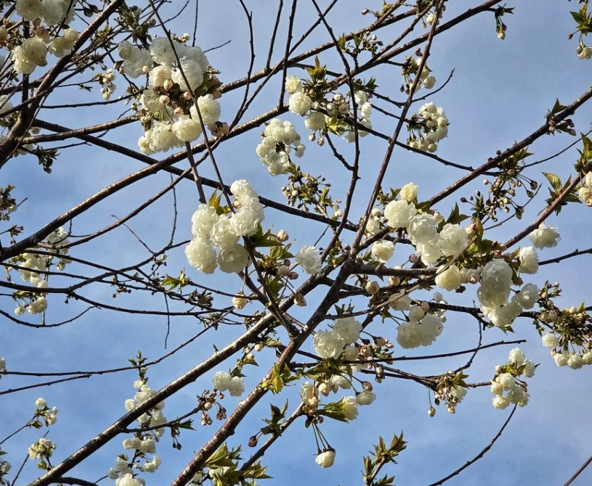 Белая сакура распустилась над «Кроличьей норой» в парке Галицкого