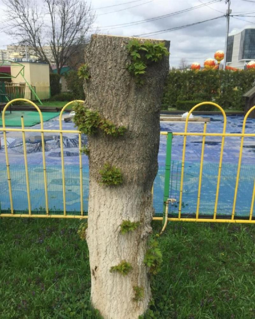 «Мэрии понадобится около 50 лет на проверку всех деревьев», – урбанист Валькович о зеленом Краснодаре