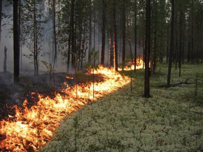 Прокуратура Кубани усилила надзор за пожароопасной ситуацией в лесах