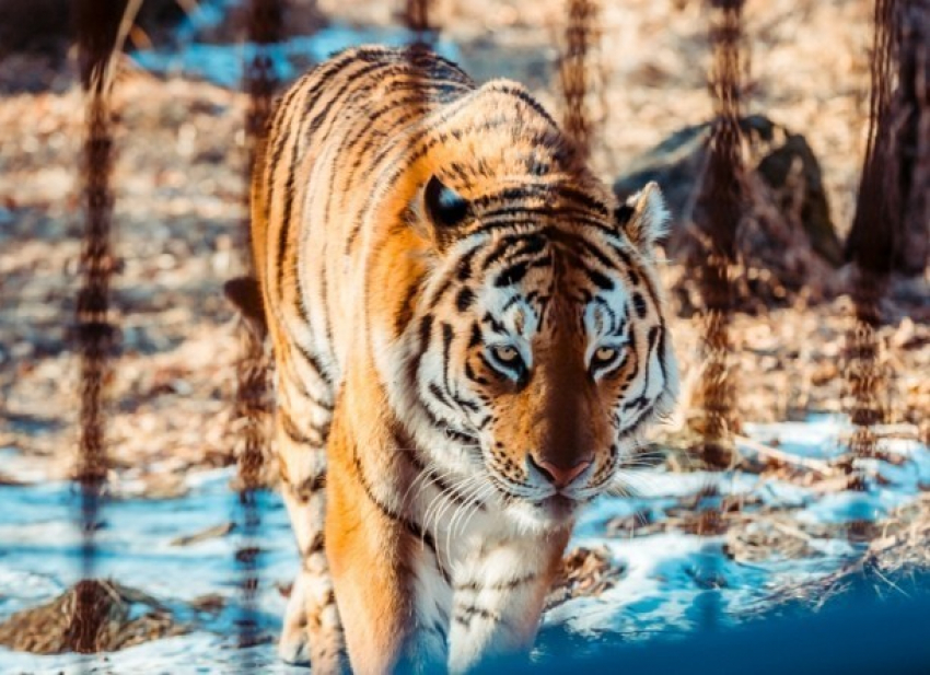 Зверье мое: путешествие тигра Амура на Кубань - в работе зоопарков нашли массу нарушений 