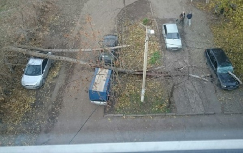 В Краснодаре из-за сильного ветра дерево рухнуло на три автомобиля
