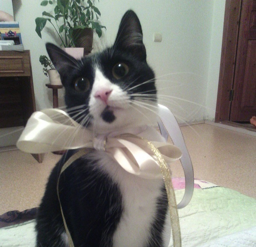 Кошка Буся победила в конкурсе «Самый красивый кот Кубани»