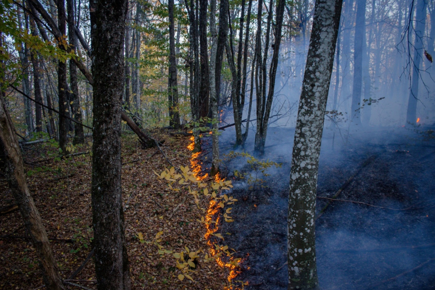 Названа причина масштабных пожаров в Краснодарском крае