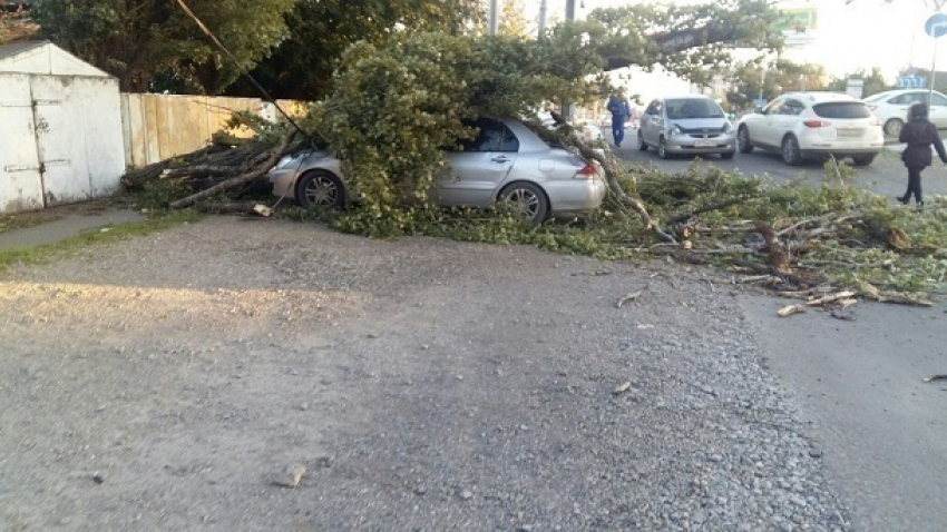Ураганный ветер на Кубани: повалены столбы и десятки деревьев, сорваны крыши 