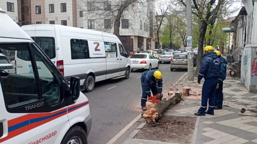 Последствия сильного ветра: в Краснодаре спасатели убрали 14 деревьев