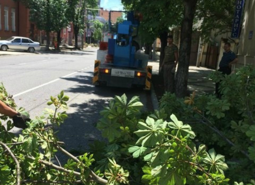 В Краснодаре создан общественный совет по санитарной обрезке деревьев