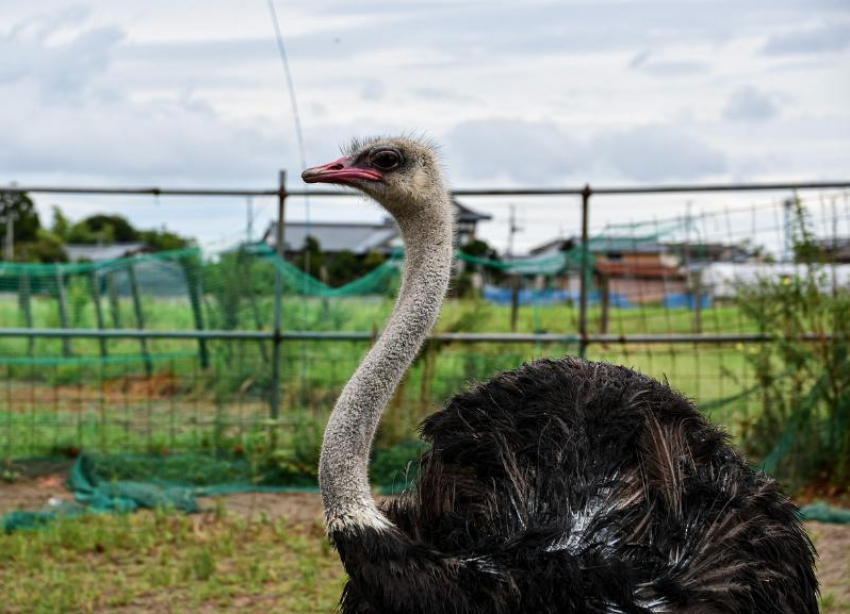Ночные живодеры избили страусов в парке Славянска-на-Кубани