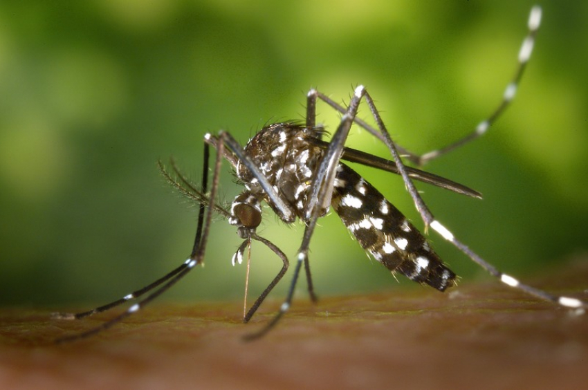 В Анапе из-за подтоплений наблюдается нашествие комаров