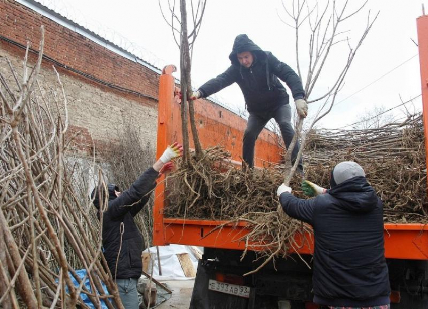 Краснодар озеленят: в округа города передадут около четырех тысяч саженцев деревьев