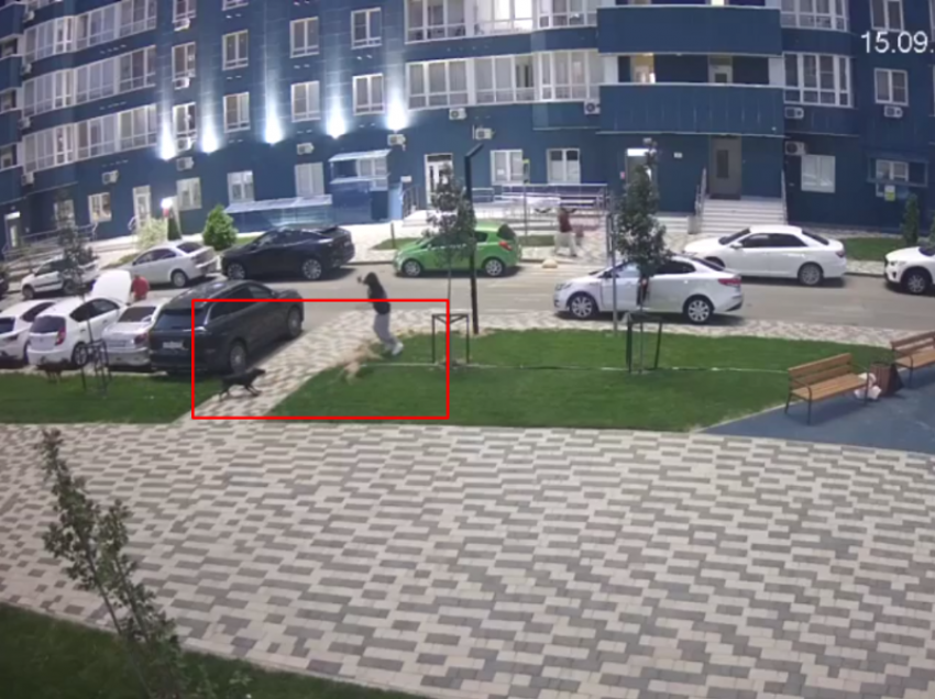 СК возбудил дело о халатности после нападения безнадзорных собак на ребенка в Краснодаре