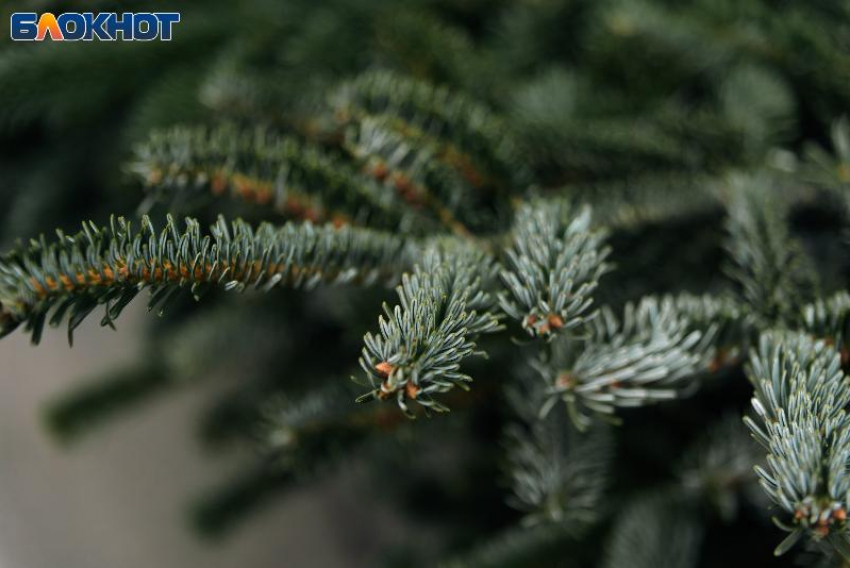 В Краснодар неожиданно придет весенняя погода в середине декабря 