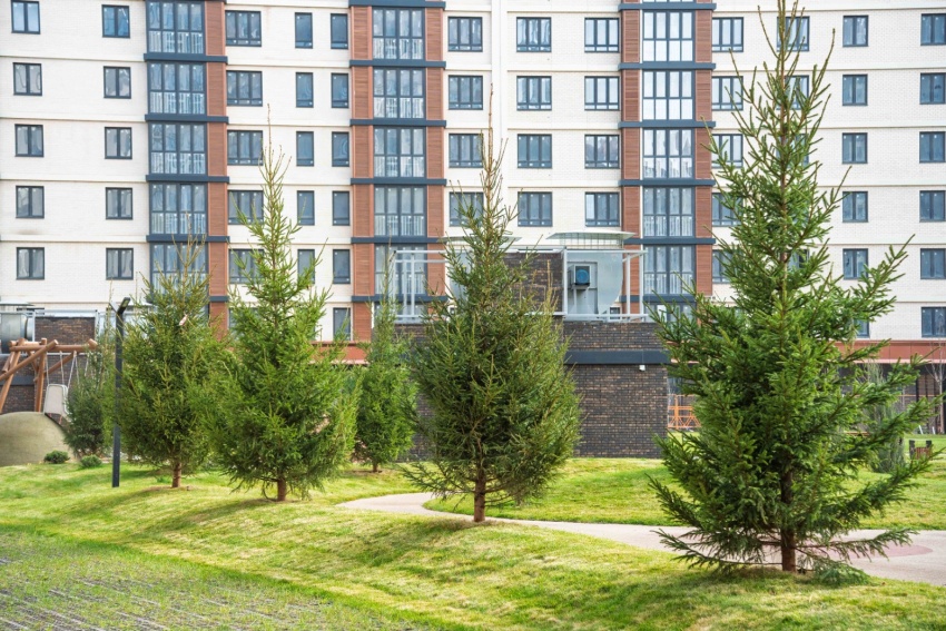 Экологичный ноябрь с DOGMA: новые деревья появились в микрорайоне «Парк Победы»