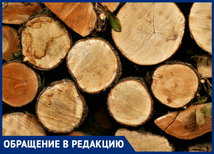 «Комсомольский решили превратить в пустыню», - краснодарка жалуется на тотальную вырубку деревьев