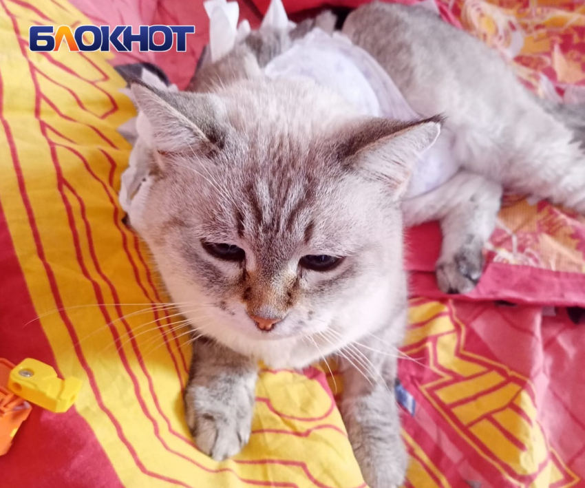 В Краснодаре пенсионерка развела более 30 кошек в однокомнатной квартире