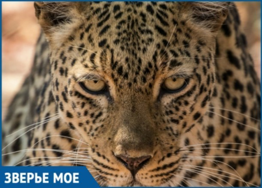  В Сочи поселятся шведские леопарды 