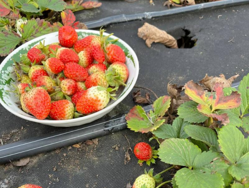 «Вчера собрала целую чашку»: декабрьская клубника поспела на Кубани