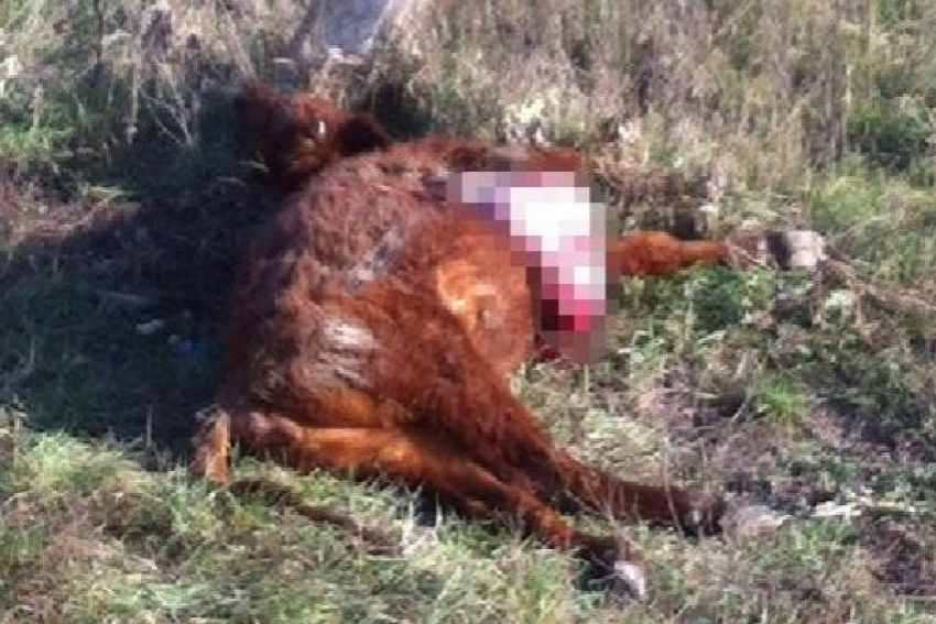 В Новороссийске «Ока» насмерть сбила двух быков