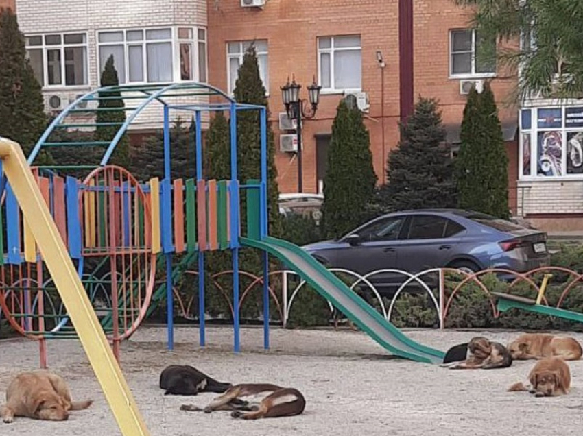 В Краснодаре бездомные собаки захватили детскую площадку