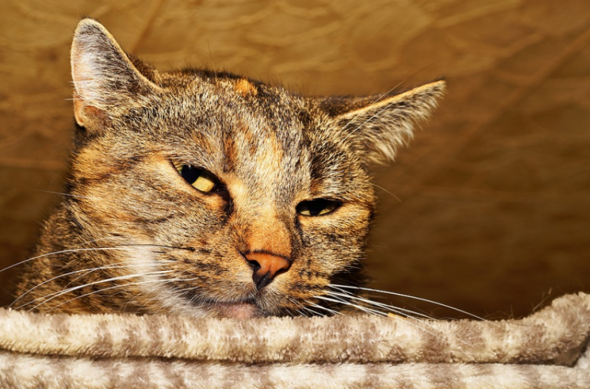 И снова 3 сентября, и снова жара на Кубани 