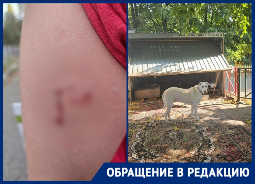 Собака страдает от адской жары и бросается на детей в Краснодаре