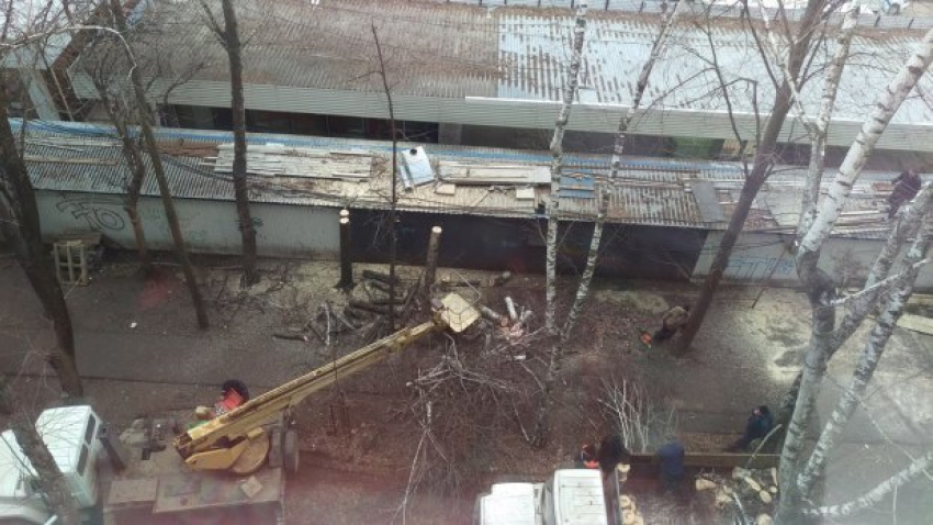  В Краснодаре спилили несколько полувековых берез 