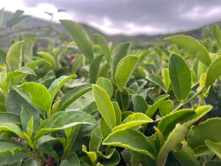 Цены на чай и муку изменили в Краснодаре