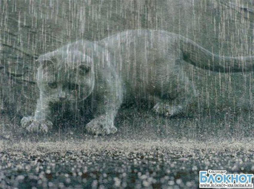 В Краснодарском крае 12 сентября ожидаются дожди и грозы