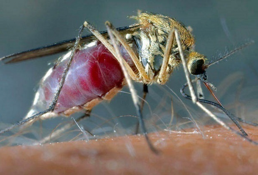 В Сочи оценили риски распространения лихорадки Зика  