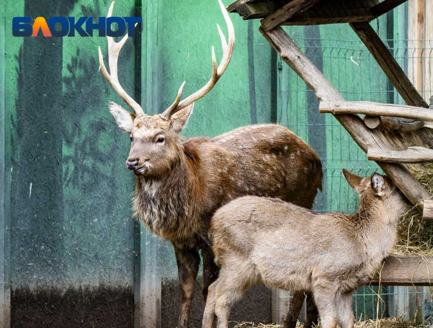 Лимиты охоты на медведей и оленей установили в Краснодарском крае