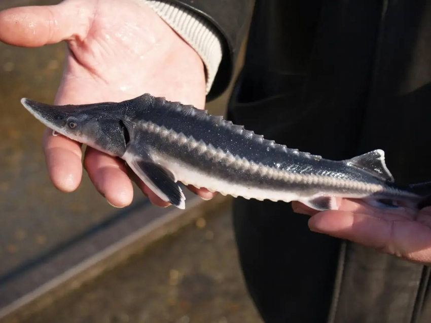 Редчайшую породу осетровых заметили в Азовском море впервые за 70 лет 