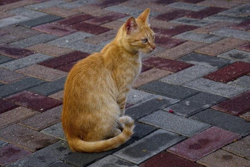  Небольшие дожди останутся на Кубани 