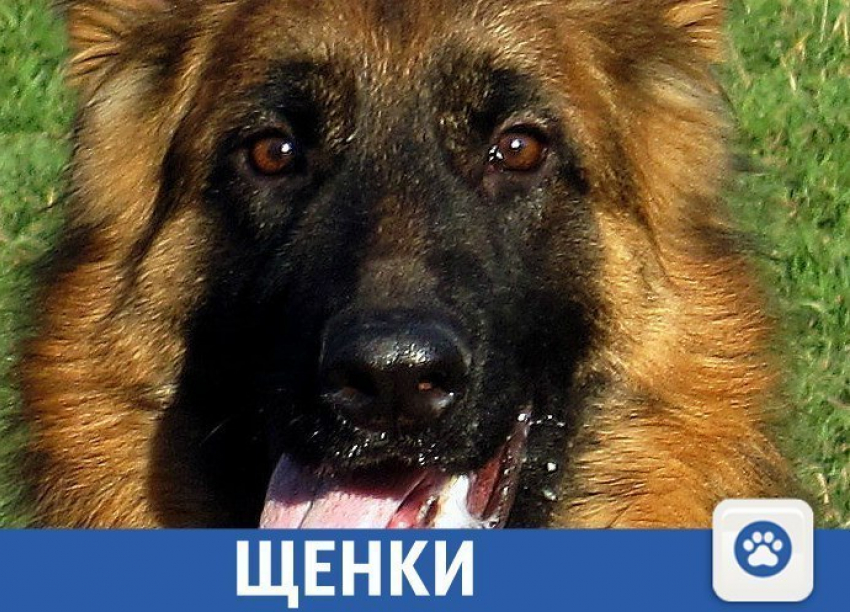 Щенков элитных пород собак можно найти в Краснодаре