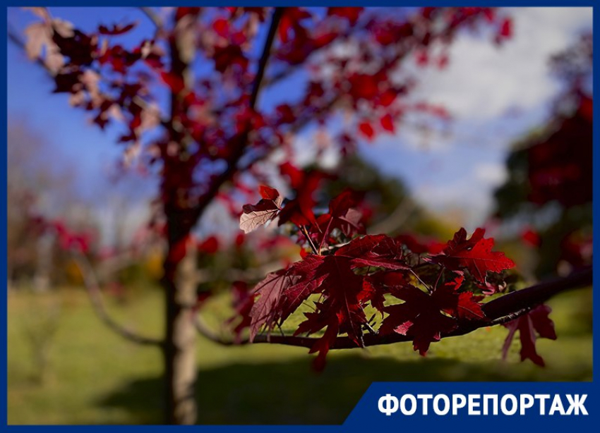 Фоторепортаж из Краснодара: поцелуй осени в Ботаническом саду