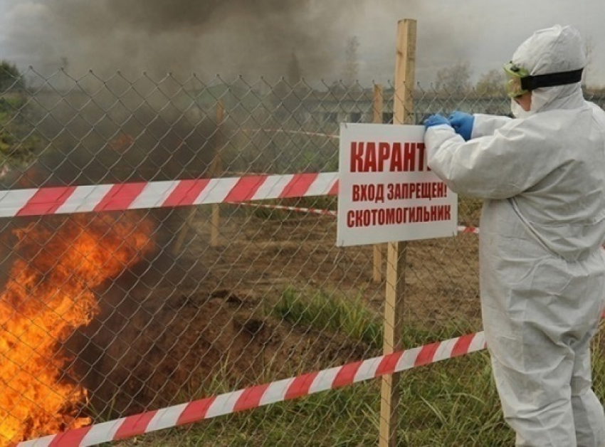 На Кубани из-за вспышки АЧС могут объявить карантин