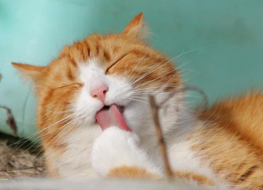 Погода в Краснодаре будет солнечной, но не жаркой