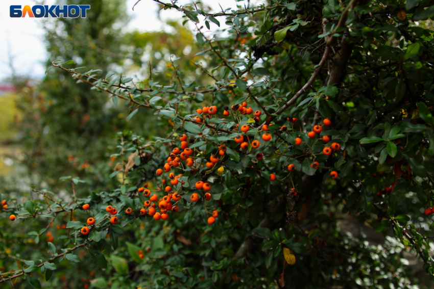 Вторая неделя ноября начнется в Краснодаре с переменчивой погоды