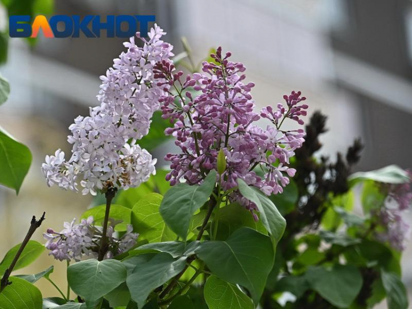 Ветер с порывами до 19 м/с ожидается в Краснодаре сегодня 