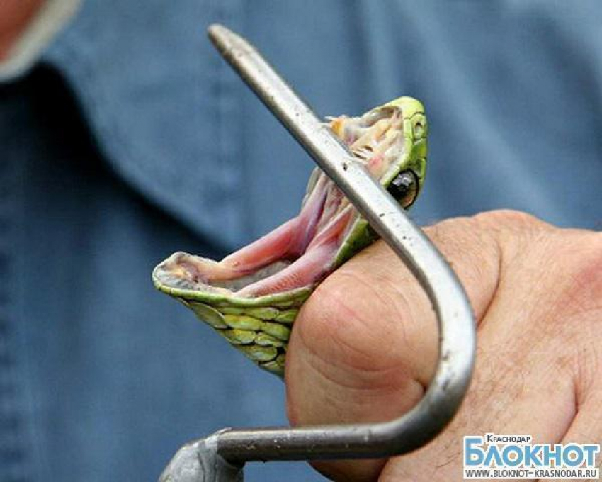 В Туапсе мужчина фотографировал туристов с ядовитой змеей 