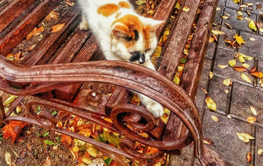 В воскресенье на Кубани пройдут кратковременные дожди