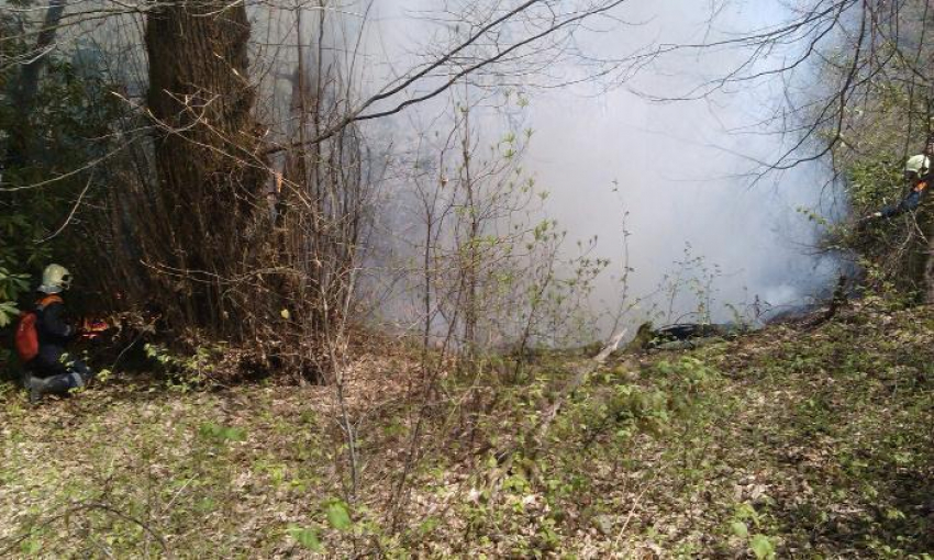 На Кубани начались лесные пожары