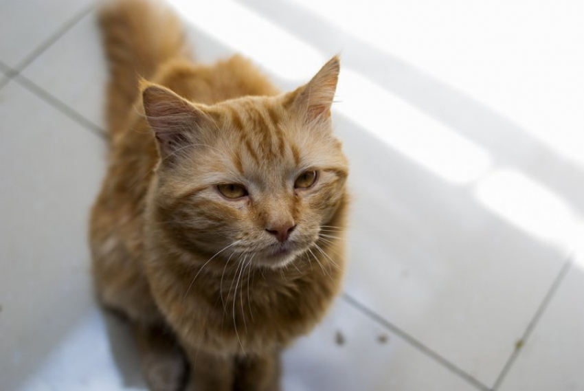 Во Всемирный день шоппинга на Кубани похолодает 