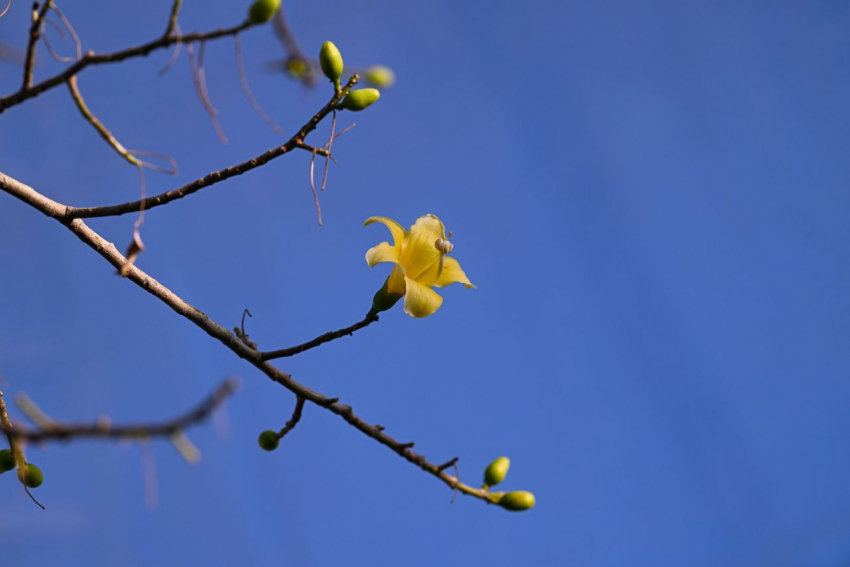 Бутылочное дерево зацвело под куполом в парке Галицкого 