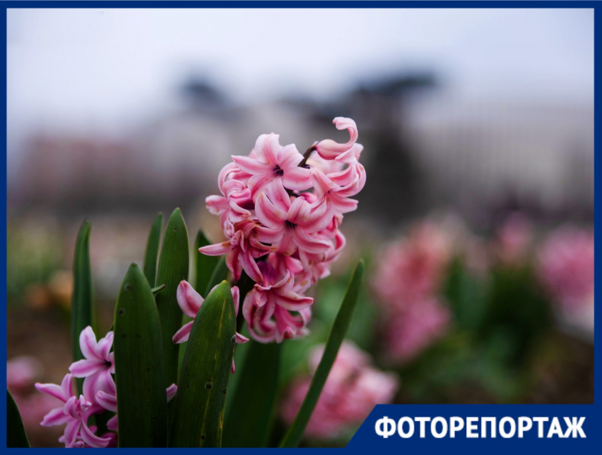 Нежные крокусы, розовая магнолия и гиацинты: весна украсила парк Галицкого первыми цветами