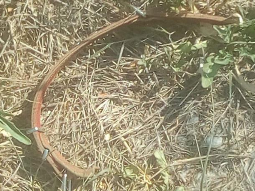 В Новороссийске неизвестные жестоко расправились с собакой 