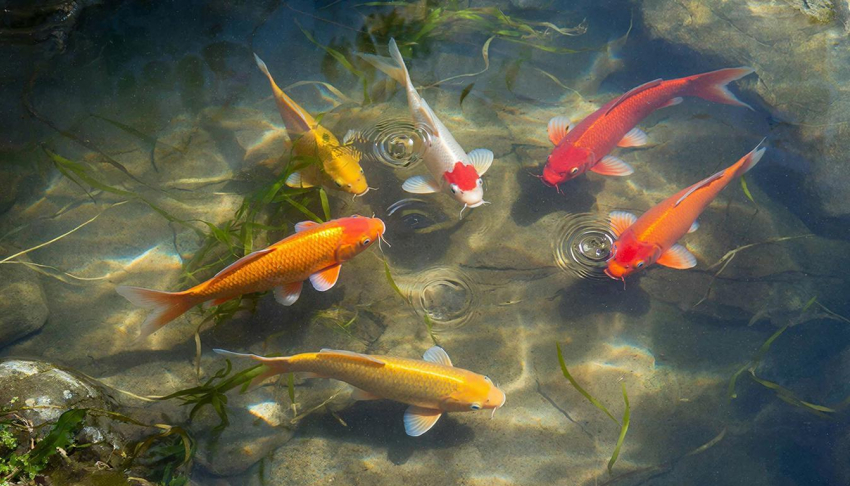 В кубанской станице рыб отправили на карантин из-за опасной инфекции