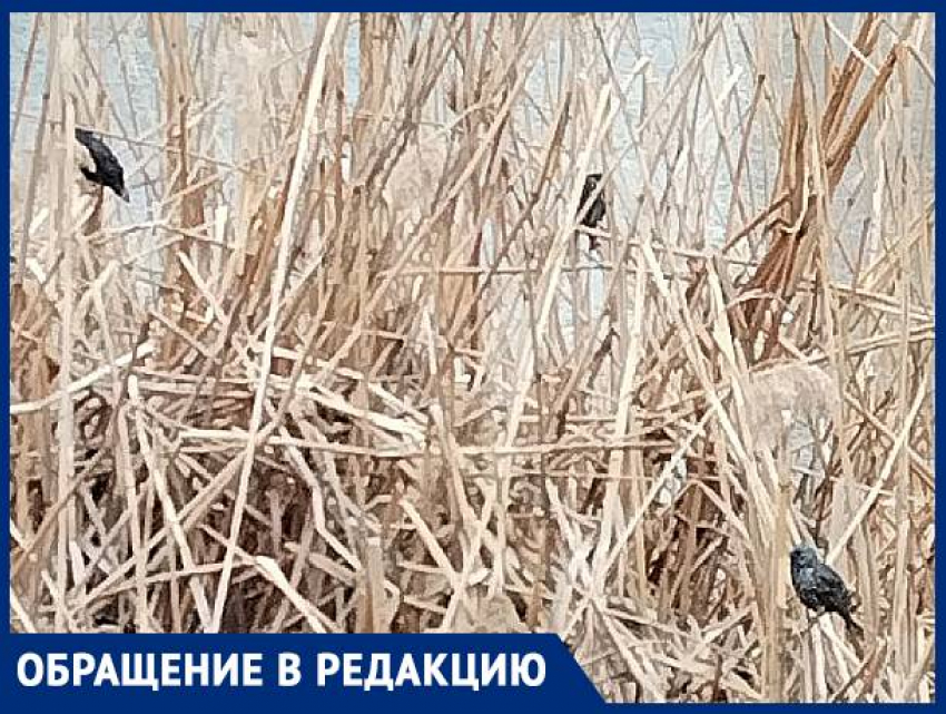 Краснодарцы попросили защитить птиц в Дмитриевском сквере