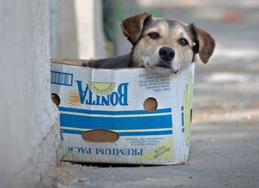 Зверье мое: против крематория для собак в Сочи высказались Олег Дерипаска и зоозащитники