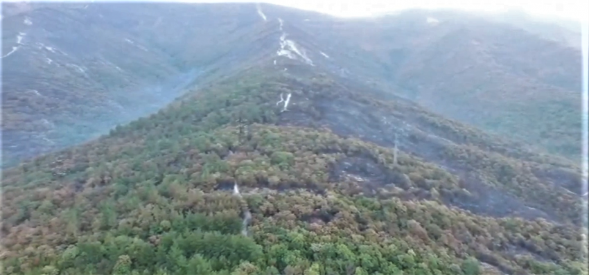 «Ущерб может быть рекордным»: в Геленджике почти двое суток тушили лесной пожар